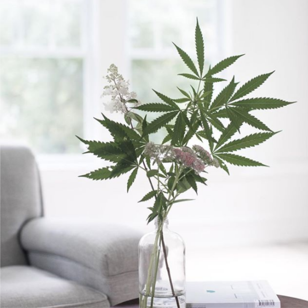 Cannabis inside a flower vase
